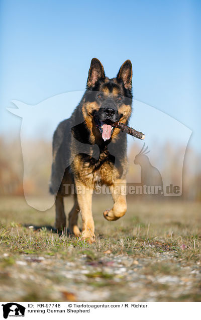 rennender Deutscher Schferhund / running German Shepherd / RR-97748