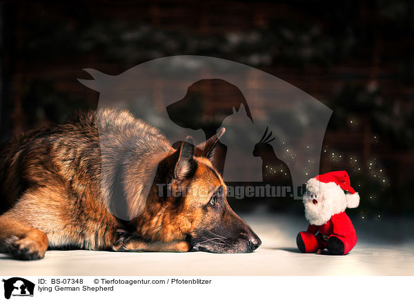 liegender Deutscher Schferhund / lying German Shepherd / BS-07348