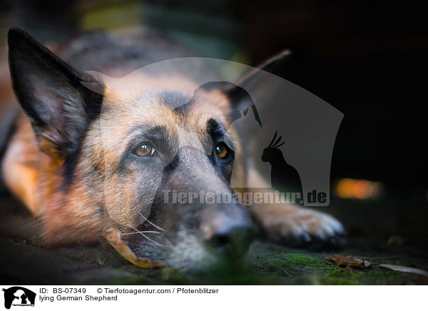 liegender Deutscher Schferhund / lying German Shepherd / BS-07349