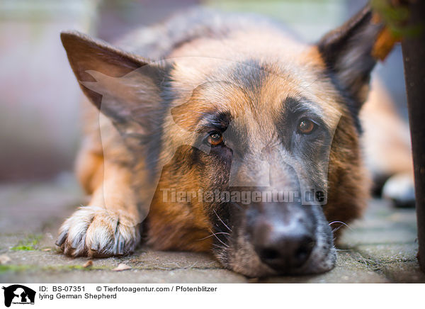 liegender Deutscher Schferhund / lying German Shepherd / BS-07351