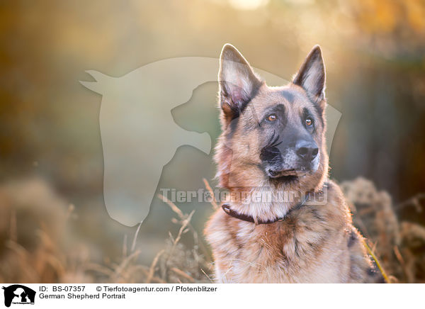 Deutscher Schferhund Portrait / German Shepherd Portrait / BS-07357