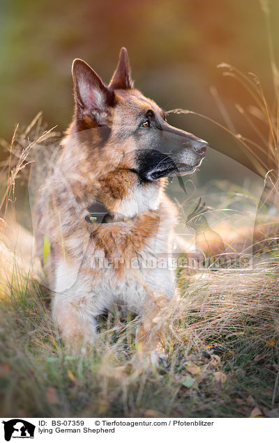 liegender Deutscher Schferhund / lying German Shepherd / BS-07359
