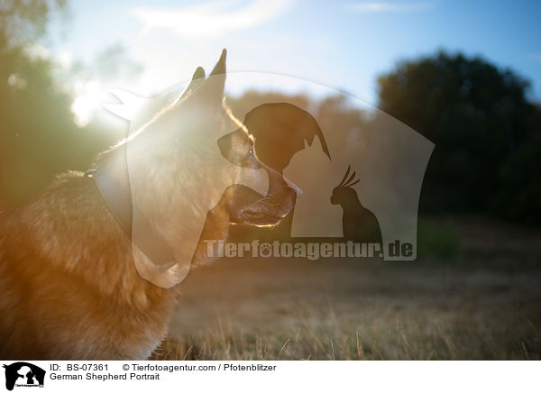 Deutscher Schferhund Portrait / German Shepherd Portrait / BS-07361