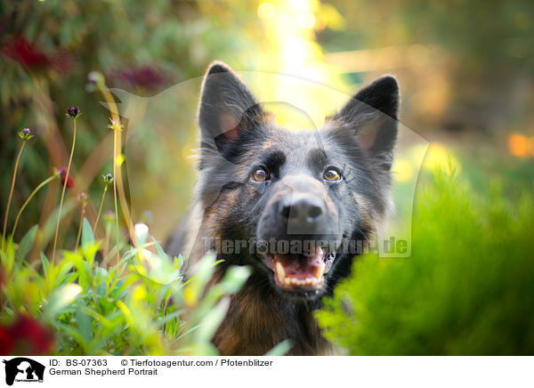 Deutscher Schferhund Portrait / German Shepherd Portrait / BS-07363
