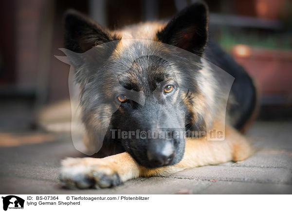 liegender Deutscher Schferhund / lying German Shepherd / BS-07364