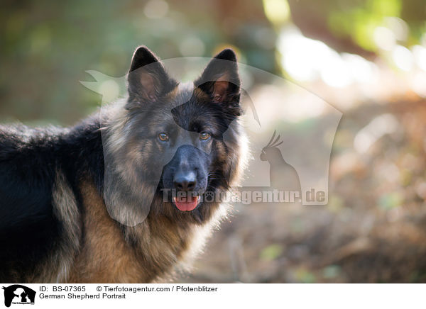 Deutscher Schferhund Portrait / German Shepherd Portrait / BS-07365