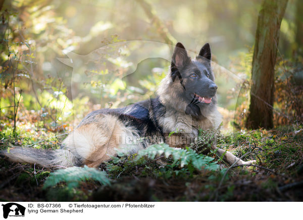 liegender Deutscher Schferhund / lying German Shepherd / BS-07366