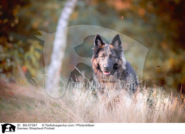 Deutscher Schferhund Portrait / German Shepherd Portrait / BS-07367