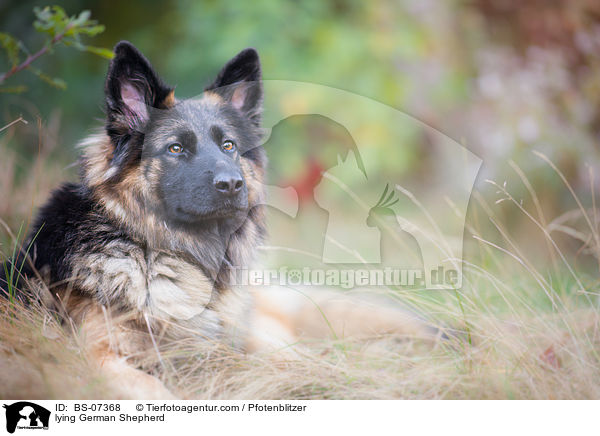 liegender Deutscher Schferhund / lying German Shepherd / BS-07368