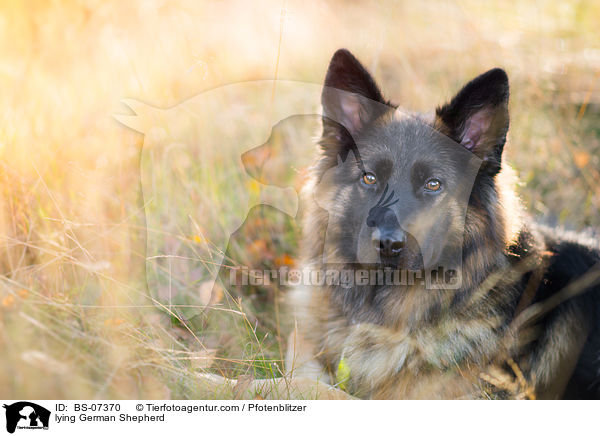 liegender Deutscher Schferhund / lying German Shepherd / BS-07370