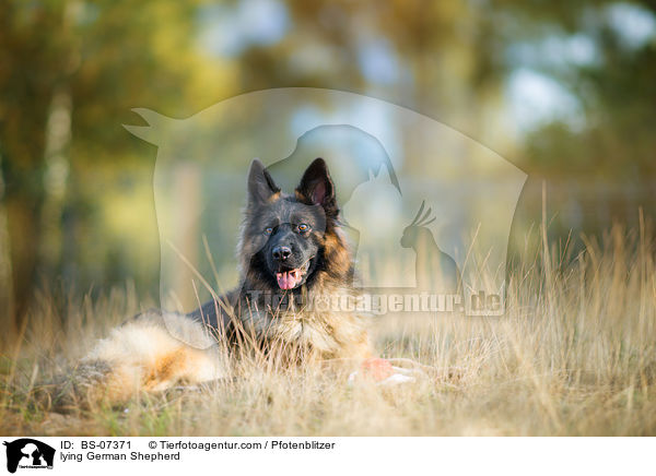 liegender Deutscher Schferhund / lying German Shepherd / BS-07371