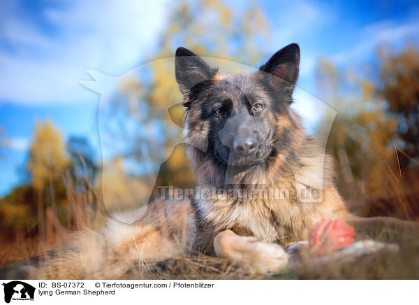 liegender Deutscher Schferhund / lying German Shepherd / BS-07372