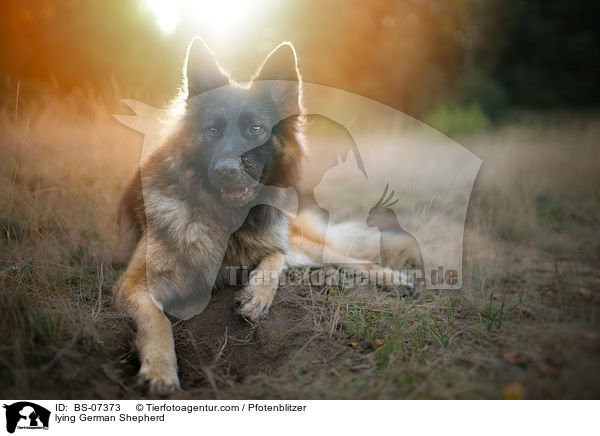 liegender Deutscher Schferhund / lying German Shepherd / BS-07373