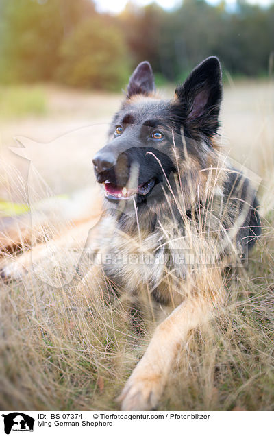 liegender Deutscher Schferhund / lying German Shepherd / BS-07374