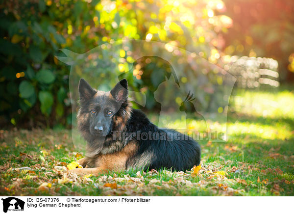 liegender Deutscher Schferhund / lying German Shepherd / BS-07376