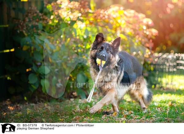 spielender Deutscher Schferhund / playing German Shepherd / BS-07378