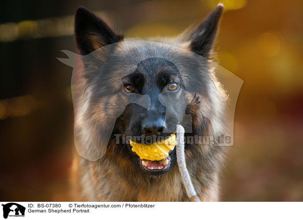 Deutscher Schferhund Portrait / German Shepherd Portrait / BS-07380
