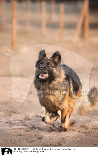 rennender Deutscher Schferhund / running German Shepherd / BS-07381
