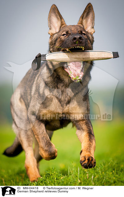 German Shepherd retrieves Dummy / MW-04418