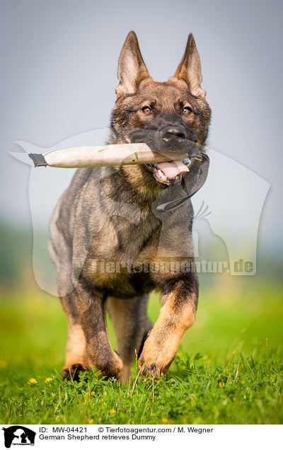 German Shepherd retrieves Dummy / MW-04421