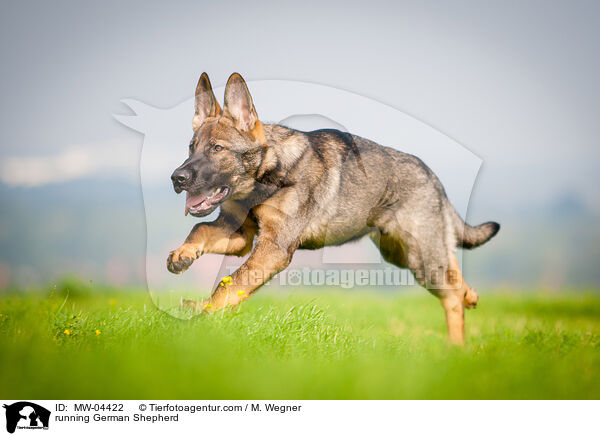 running German Shepherd / MW-04422