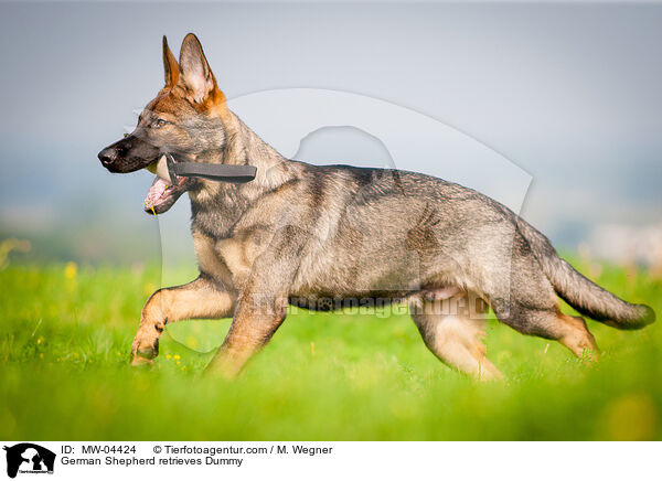 Deutscher Schferhund apportiert Dummy / German Shepherd retrieves Dummy / MW-04424