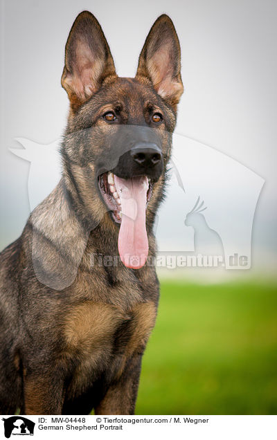 German Shepherd Portrait / MW-04448