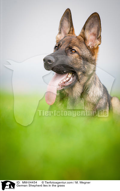 German Shepherd lies in the grass / MW-04454