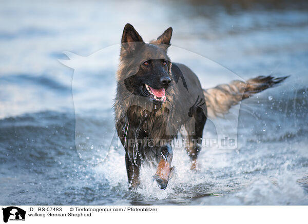 laufender Deutscher Schferhund / walking German Shepherd / BS-07483