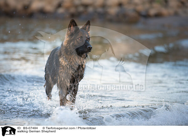 laufender Deutscher Schferhund / walking German Shepherd / BS-07484