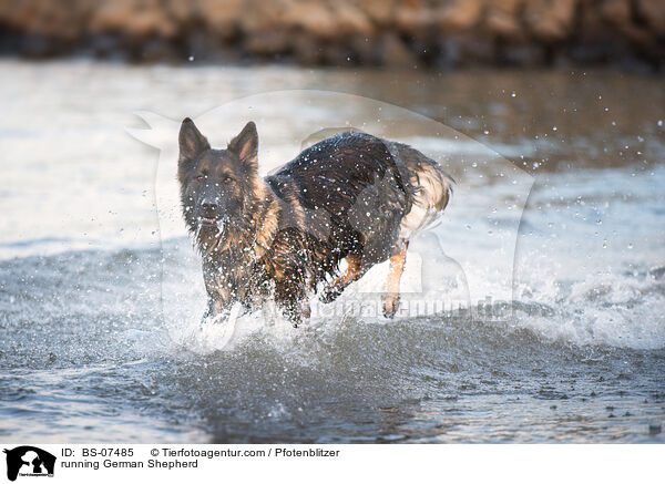 rennender Deutscher Schferhund / running German Shepherd / BS-07485
