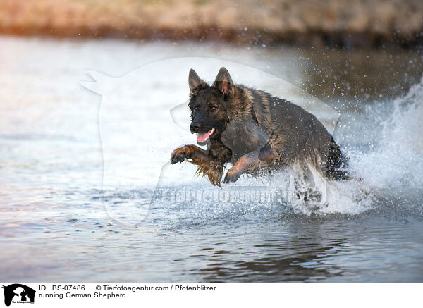 rennender Deutscher Schferhund / running German Shepherd / BS-07486