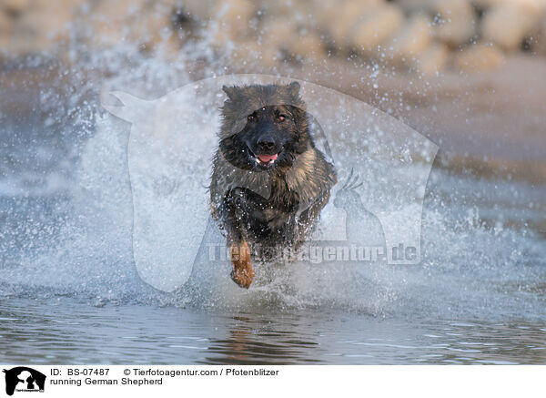 rennender Deutscher Schferhund / running German Shepherd / BS-07487
