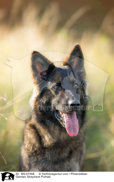 Deutscher Schferhund Portrait / German Shepherd Portrait / BS-07488