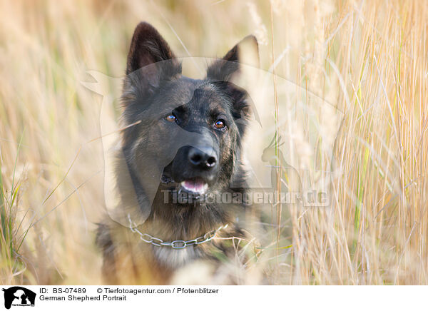 Deutscher Schferhund Portrait / German Shepherd Portrait / BS-07489
