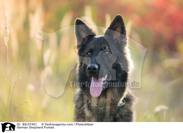 Deutscher Schferhund Portrait / German Shepherd Portrait / BS-07491