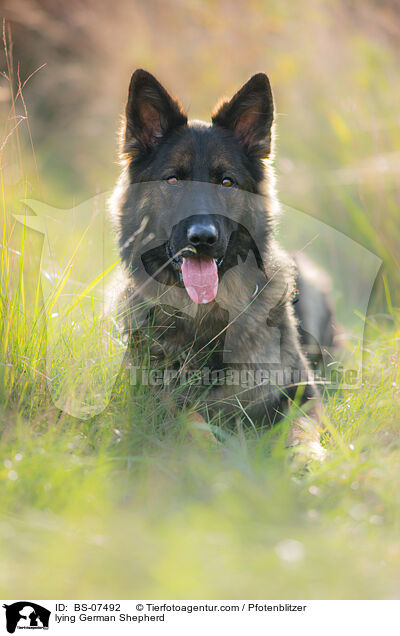 liegender Deutscher Schferhund / lying German Shepherd / BS-07492