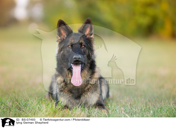 liegender Deutscher Schferhund / lying German Shepherd / BS-07493