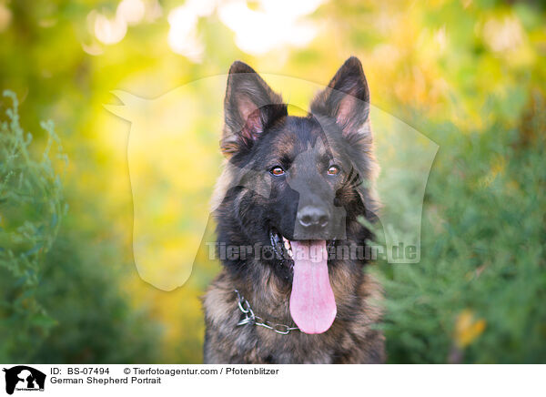 Deutscher Schferhund Portrait / German Shepherd Portrait / BS-07494
