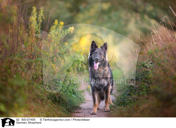 Deutscher Schferhund / German Shepherd / BS-07495
