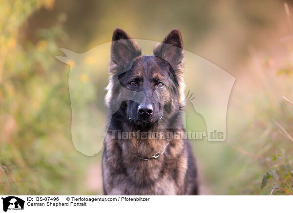 Deutscher Schferhund Portrait / German Shepherd Portrait / BS-07496