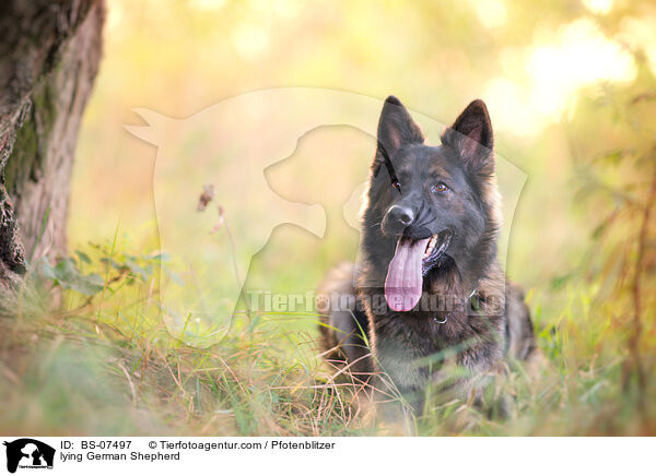 liegender Deutscher Schferhund / lying German Shepherd / BS-07497