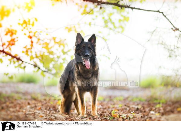 Deutscher Schferhund / German Shepherd / BS-07498