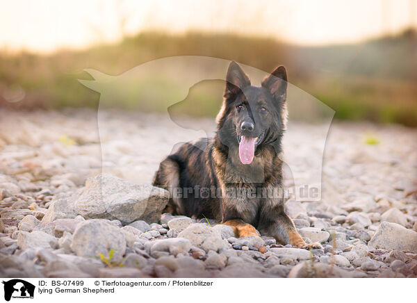liegender Deutscher Schferhund / lying German Shepherd / BS-07499