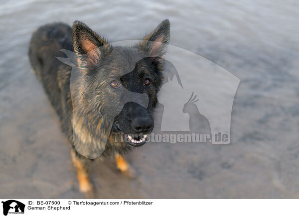 Deutscher Schferhund / German Shepherd / BS-07500