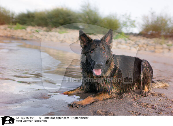 liegender Deutscher Schferhund / lying German Shepherd / BS-07501