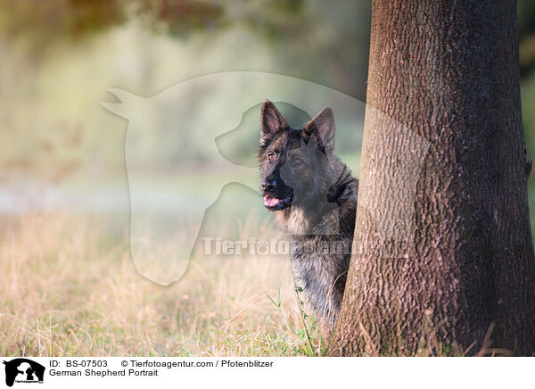 Deutscher Schferhund Portrait / German Shepherd Portrait / BS-07503