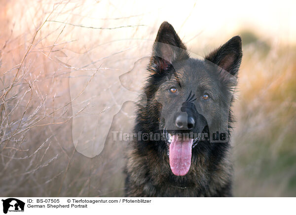 Deutscher Schferhund Portrait / German Shepherd Portrait / BS-07505