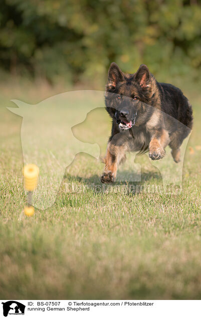 rennender Deutscher Schferhund / running German Shepherd / BS-07507