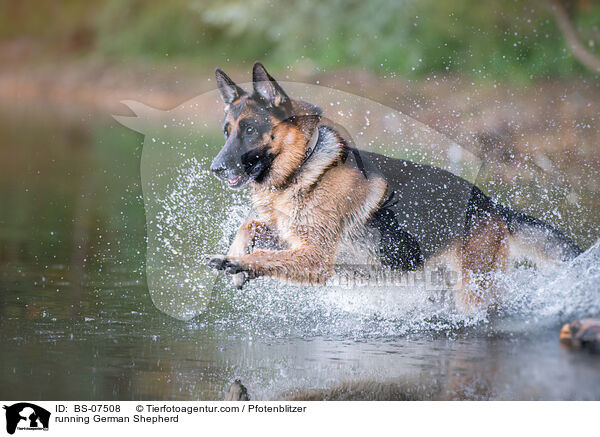 rennender Deutscher Schferhund / running German Shepherd / BS-07508